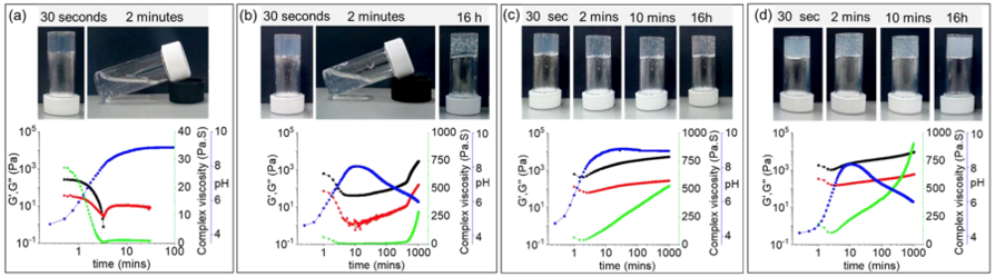 Glasgow University Dave J. Adams Group: Self-Stabilizing Hydrogel Biomimetic Systems