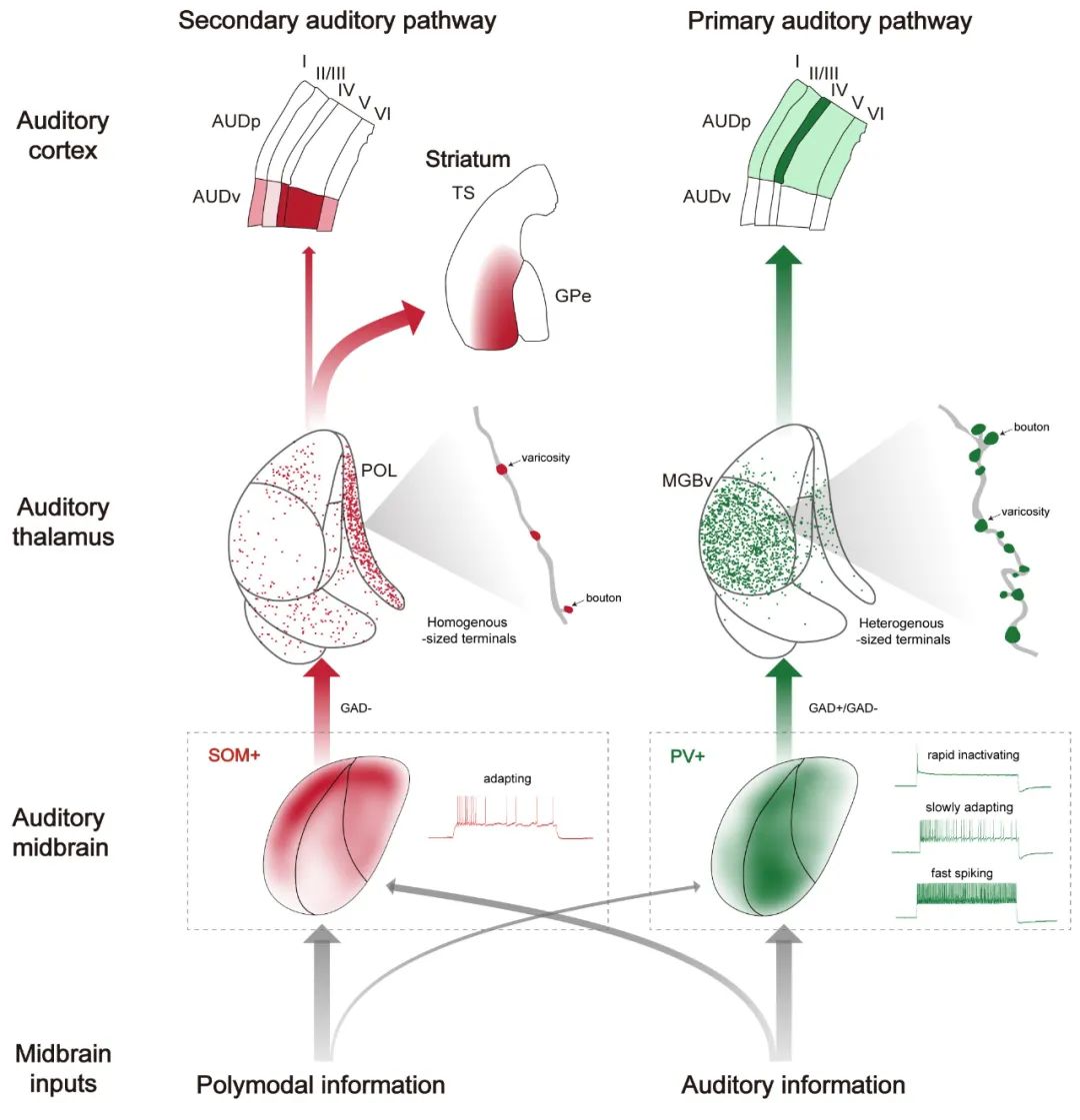 Challenging Traditional Views: Tsinghua Team Redefines Auditory Pathways