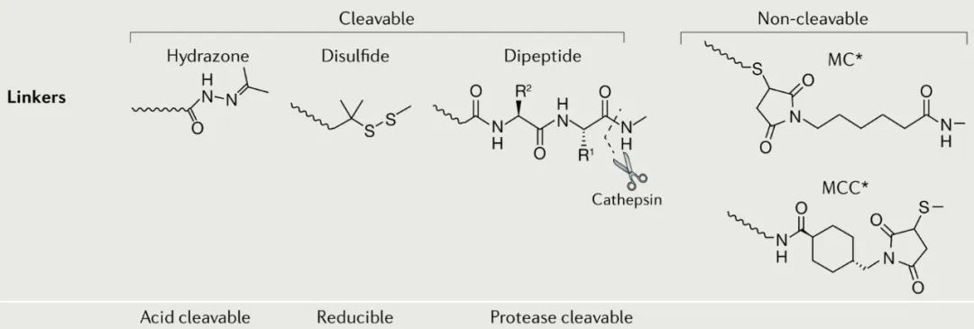 Structure and Function of Antibody-Drug Conjugates (ADC)