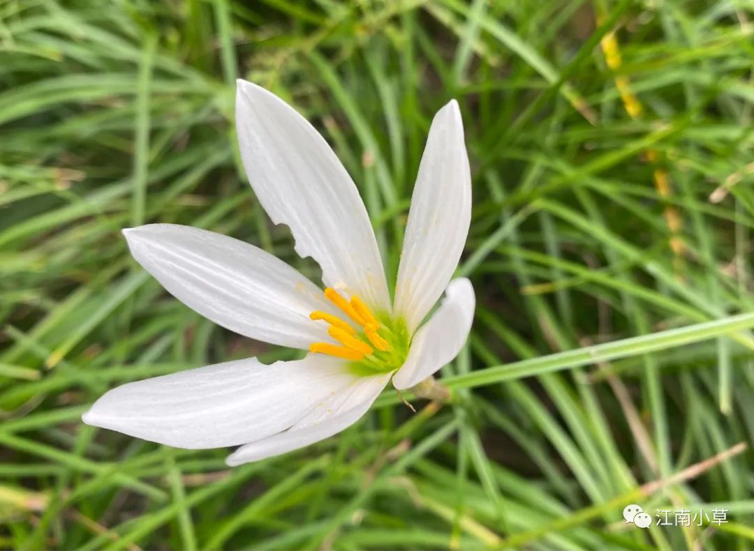 Understanding The Herb Zephyranthes Candidus