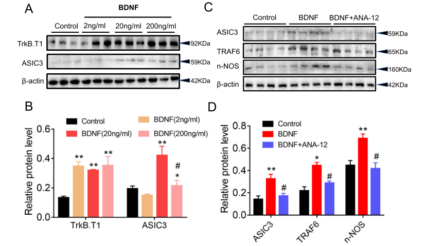 Inhibiting BDNF/TrkB.T1 Receptor Alleviates Postherpetic Neuralgia