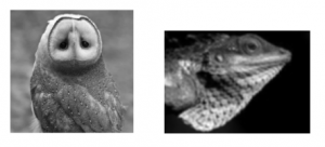 Comprehensive Guide to Edge Detection Algorithms