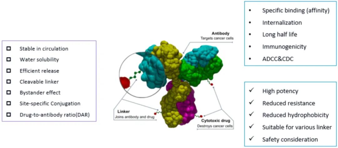 Innovative Delivery: Comprehensive Analysis of 'Magic Bullet' ADC Drug Screening