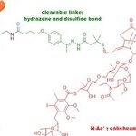 Technical Insights into 15 ADC Drugs and Future Innovations