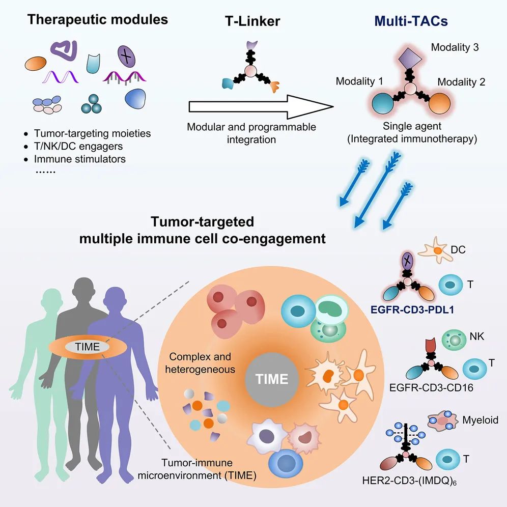 Multimodal Targeting Chimeras Enable Integrated Immunotherapy