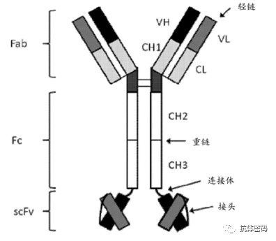The Next Step for Bispecific Antibodies: Bispecific ADC?