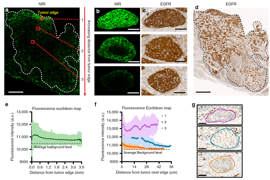 Bottlenecks in ADC Drug Efficacy