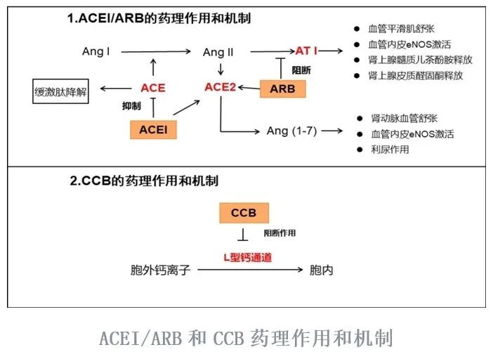 The Golden Partner of Antihypertensive Drugs: A+C Plan