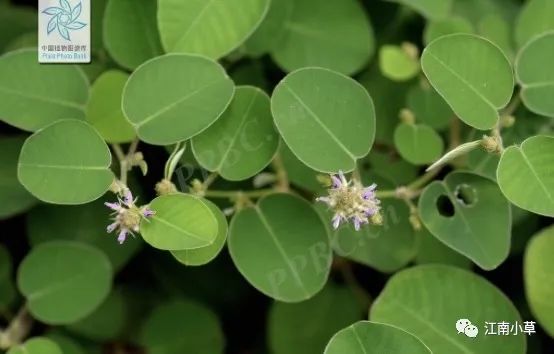 Overview of Desmodium Styracifolium (Broad Moneywort)
