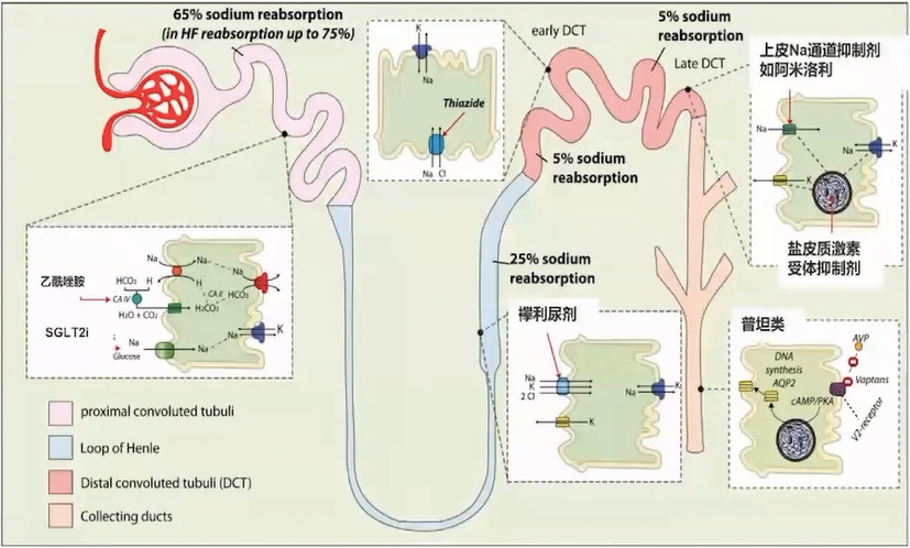 Common Diuretics and Their Characteristics Overview