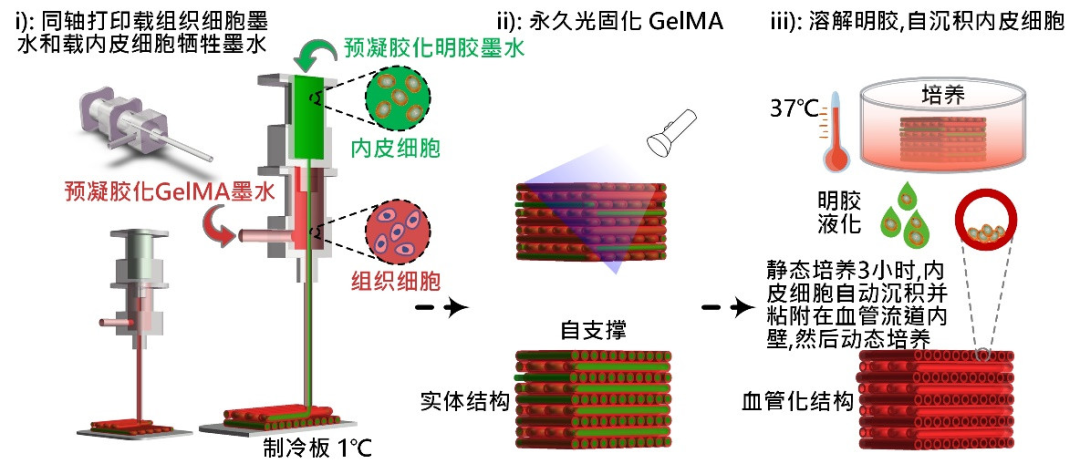 Bioprinting of Vascularized Tissues: A Comprehensive Review