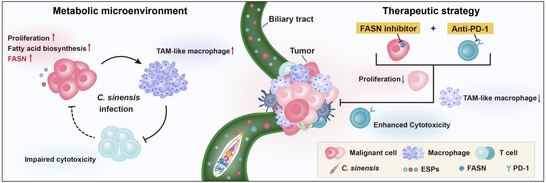 Fatty Acid Metabolism Characteristics in Clonorchis sinensis Related Intrahepatic Cholangiocarcinoma