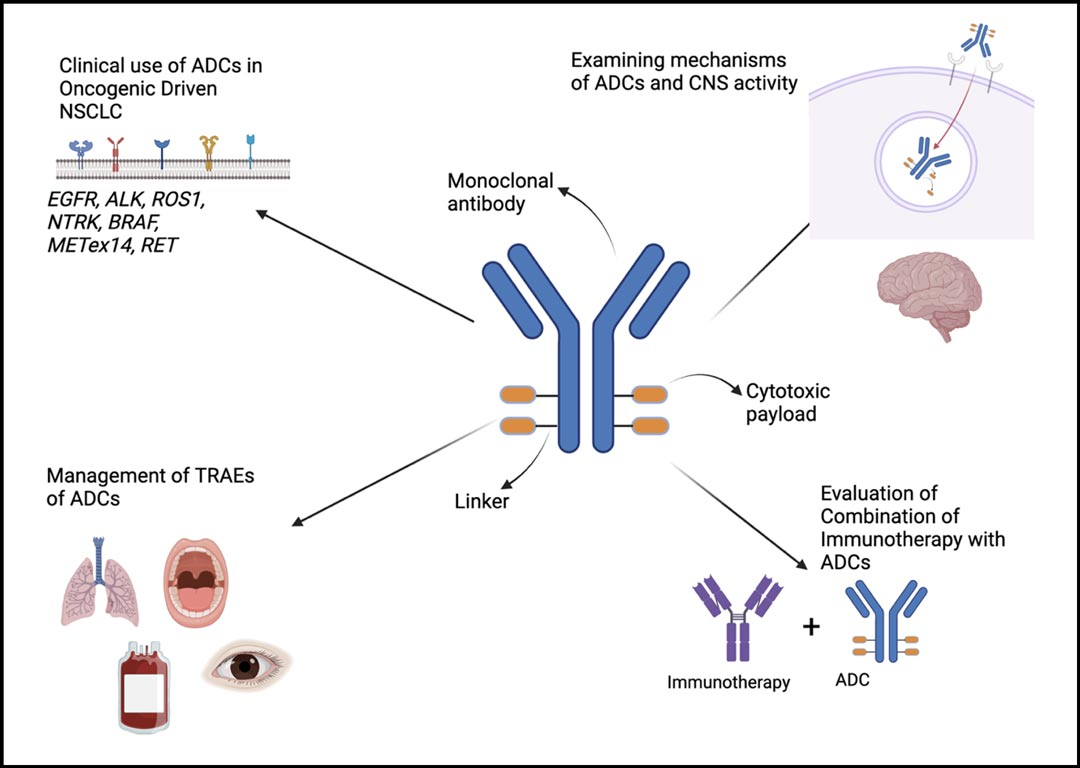 Antibody-Drug Conjugates (ADC): Uncut Diamonds?