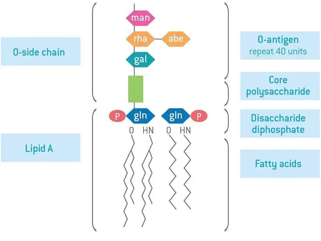 New Method for Endotoxin Detection: Recombinant C Factor Detection Method
