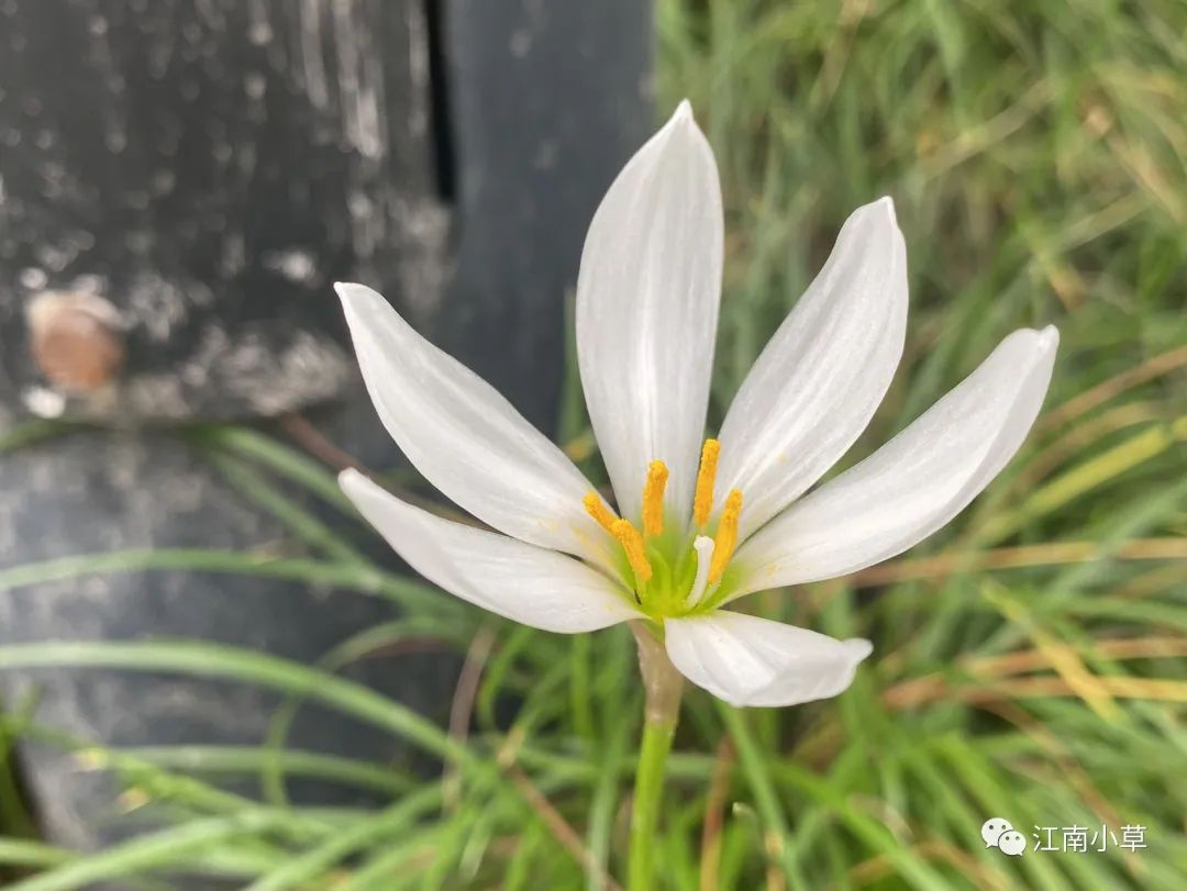 Understanding The Herb Zephyranthes Candidus