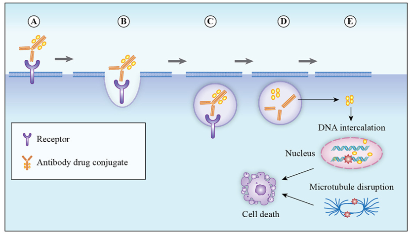 Structure and Function of Antibody-Drug Conjugates (ADC)