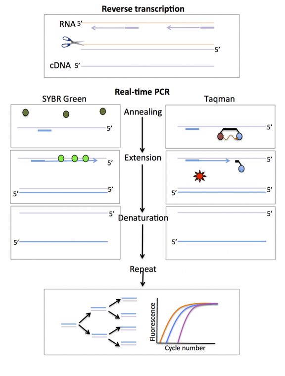Molecular Diagnosis Technology Comprehensive Analysis Trilogy