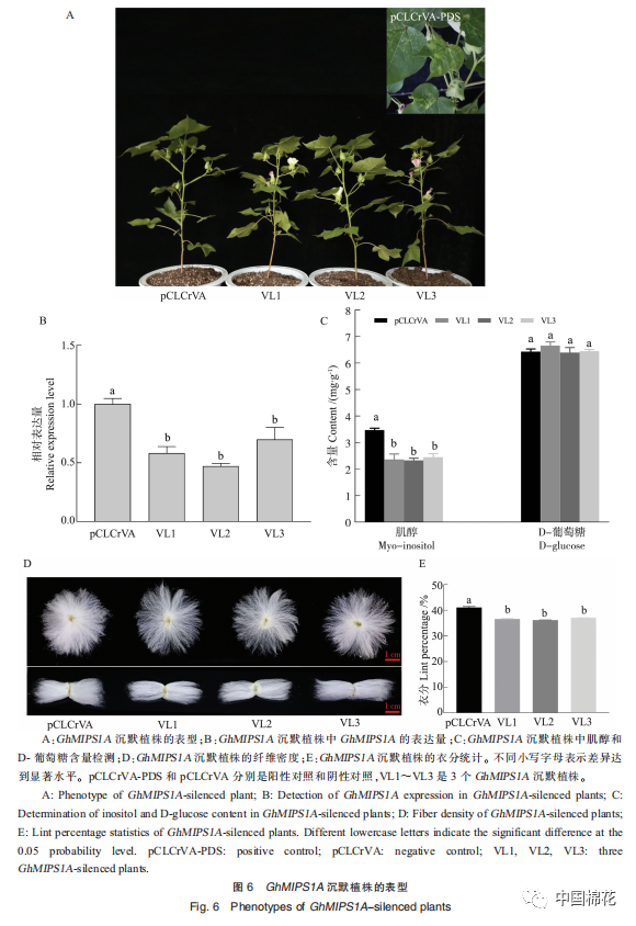 Cloning and Functional Analysis of GhMIPS1A Gene in Cotton