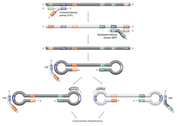 Molecular Diagnosis Technology Comprehensive Analysis Trilogy
