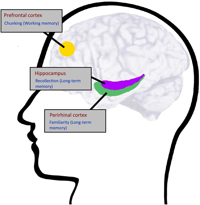 Frontiers in Cognitive Science: How to Improve Our Memory