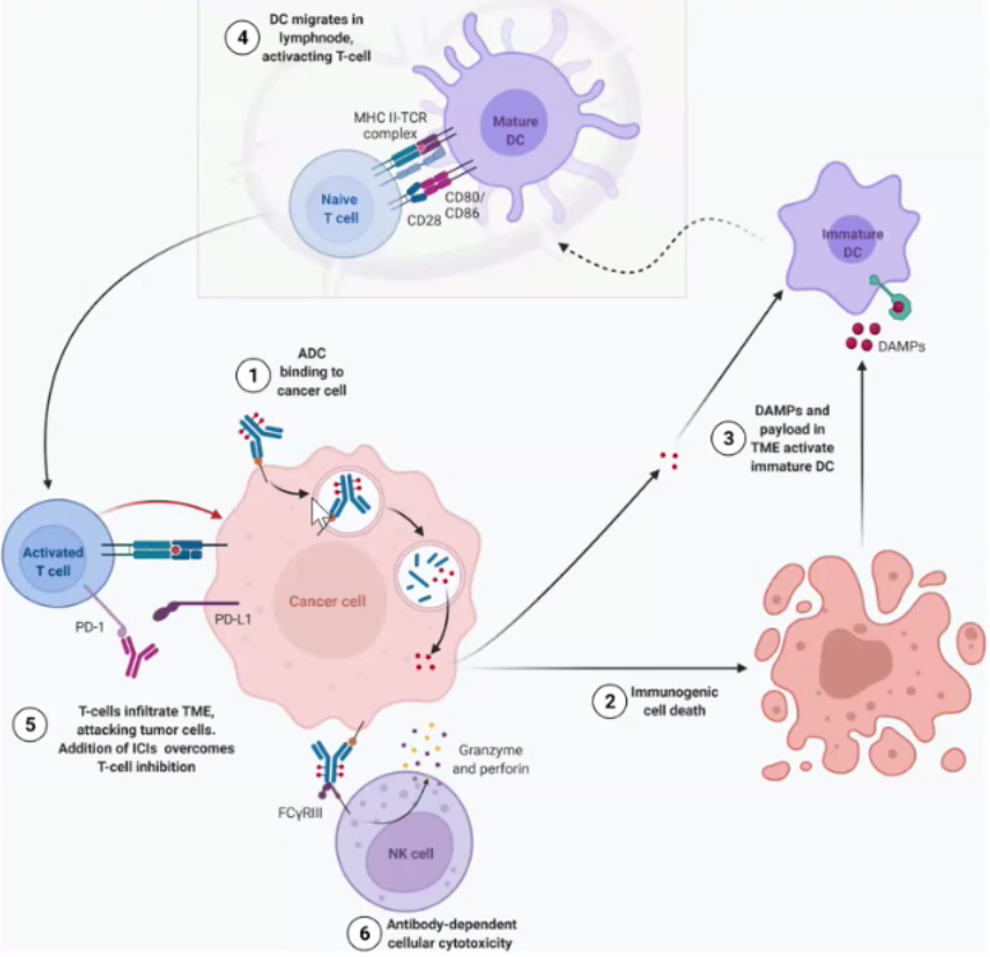 Current Status, Challenges, and Future of ADC Drug Development