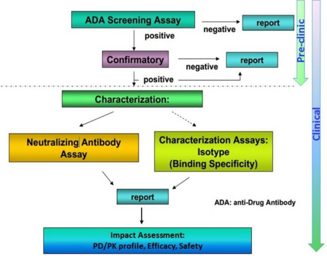 Discussing Immunogenicity of ADCs