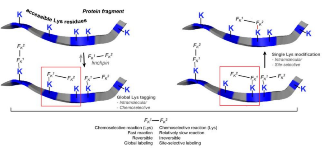 ADC Bioconjugation Technology