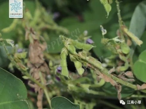 Overview of Desmodium Styracifolium (Broad Moneywort)