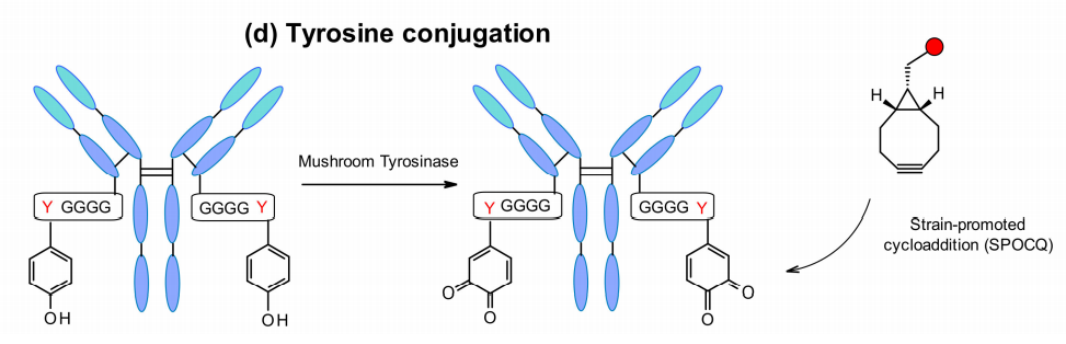 ADC Bioconjugation Technology