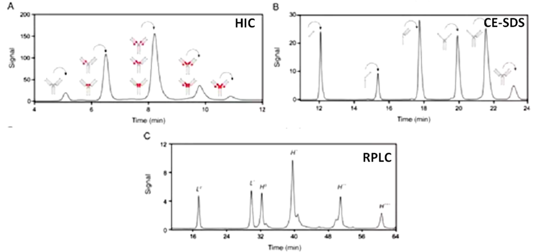 Characterization Techniques for Antibody Drug Conjugates (ADCs)