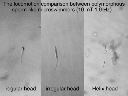 One-Step Formation Method of Sperm-Like Structure Microrobots for Drug Delivery