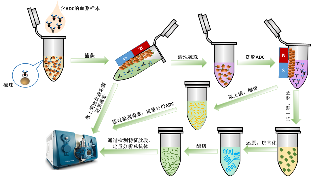 Biological Analysis of ADC Drugs Using LC-MS/MS