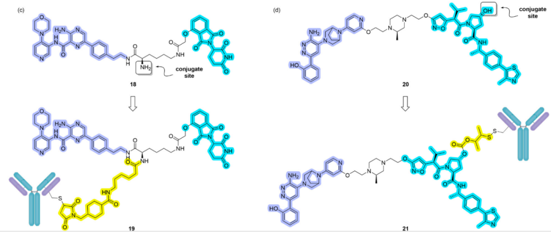 Degrader-Antibody Conjugates: Risks on the Path from Concept to Reality