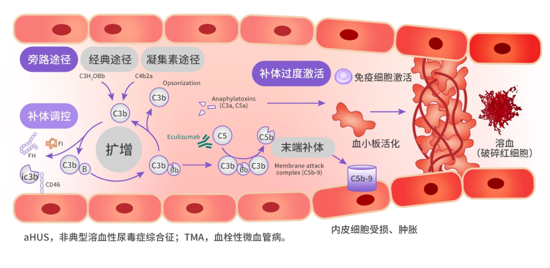 Complement and Disease: Misdiagnosis Strategies for Atypical Hemolytic Uremic Syndrome