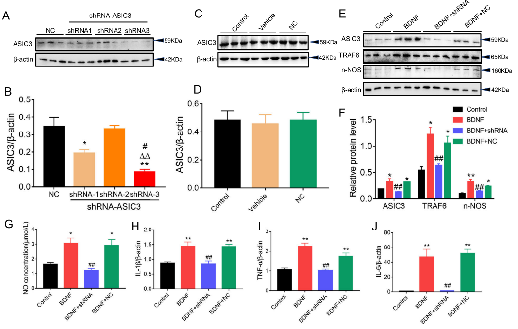 Inhibiting BDNF/TrkB.T1 Receptor Alleviates Postherpetic Neuralgia