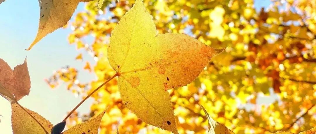 10 Basic C Language Algorithms You Often Encounter