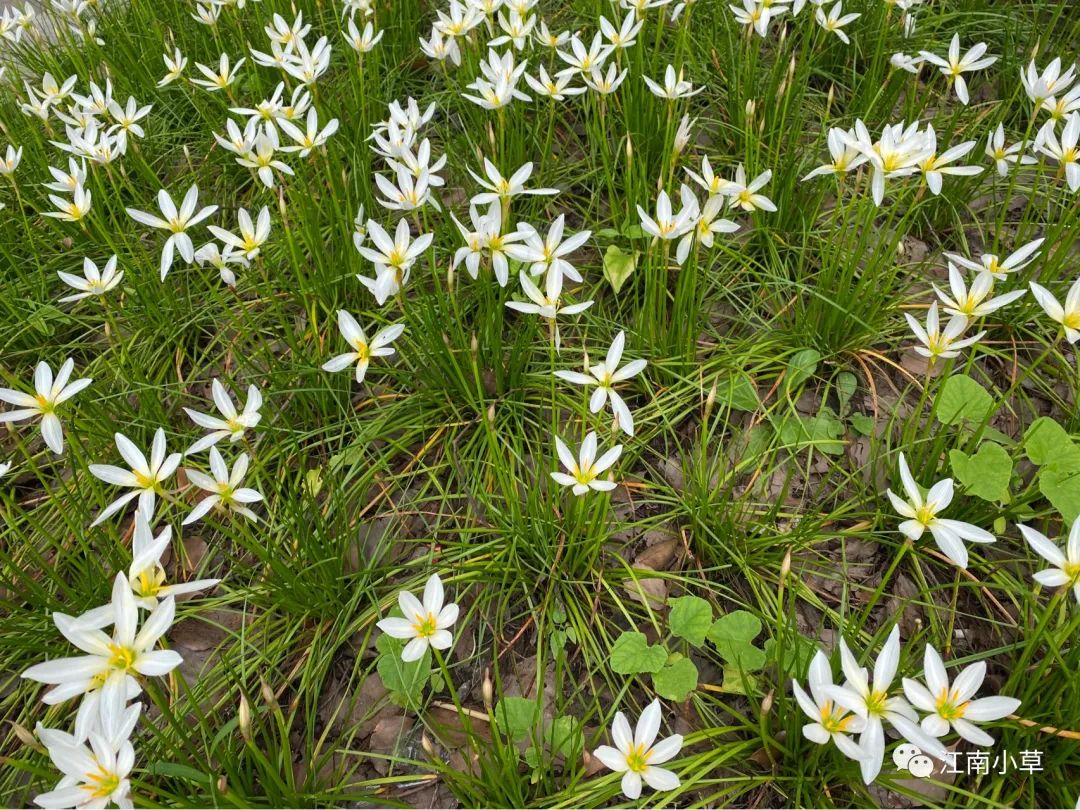 Understanding The Herb Zephyranthes Candidus