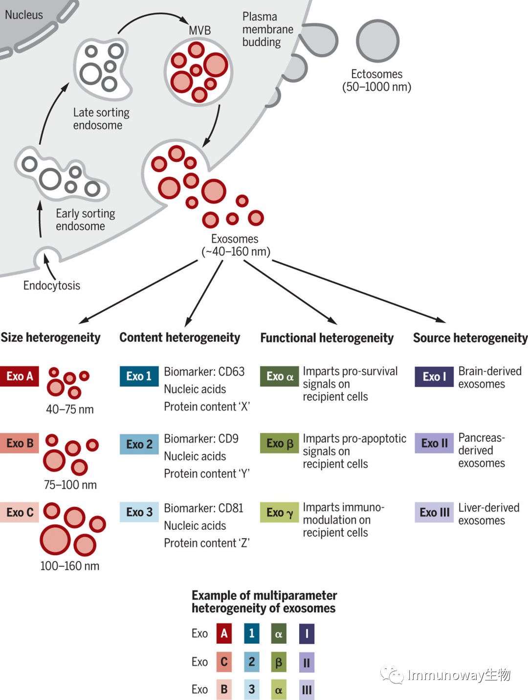 Extracellular Vesicles: Biological Functions and Clinical Applications