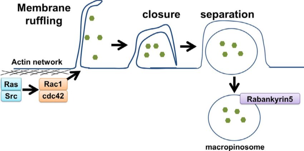 Endocytosis Mechanism of ADC Drugs