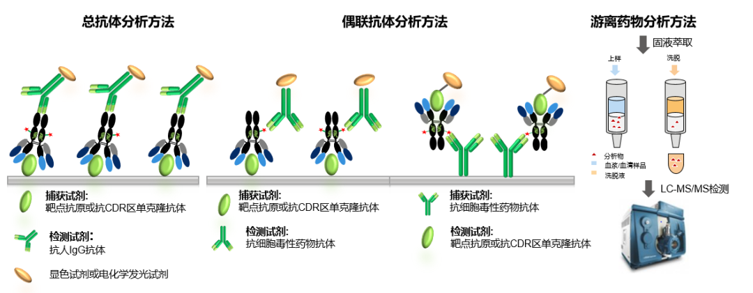 Biological Analysis of ADC Drugs Using LC-MS/MS