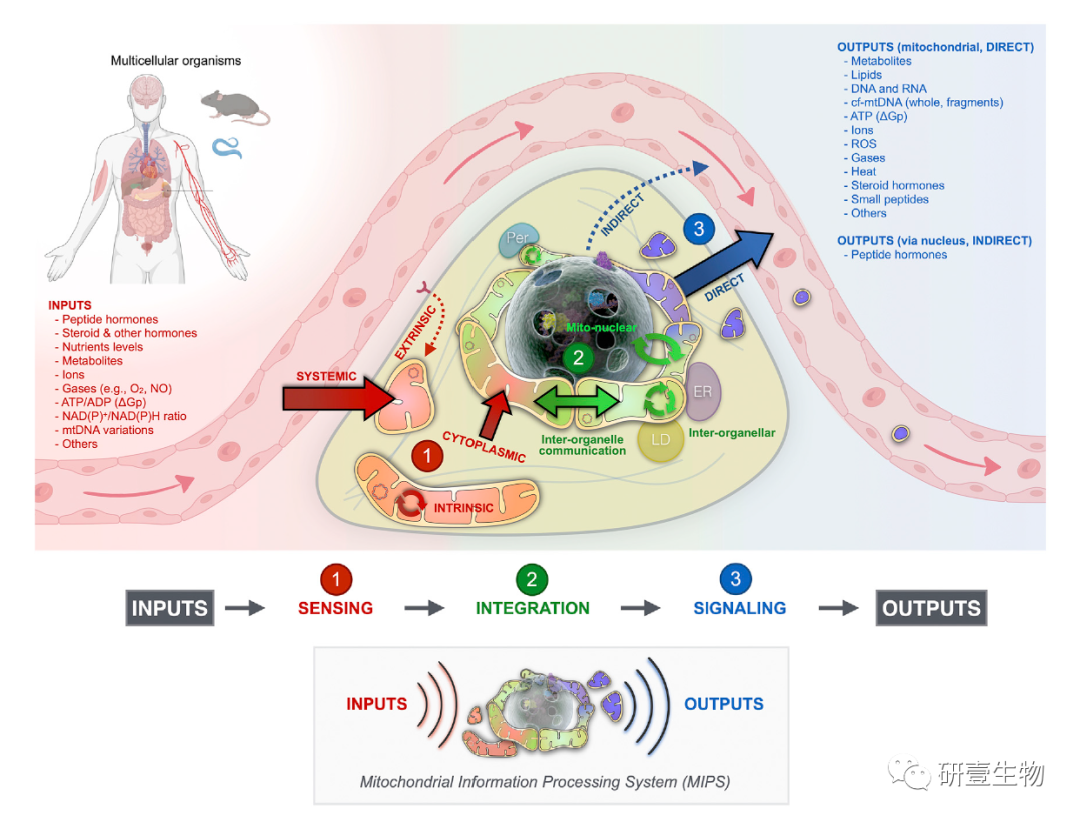 Mitochondrial Signal Transduction: A Comprehensive Overview