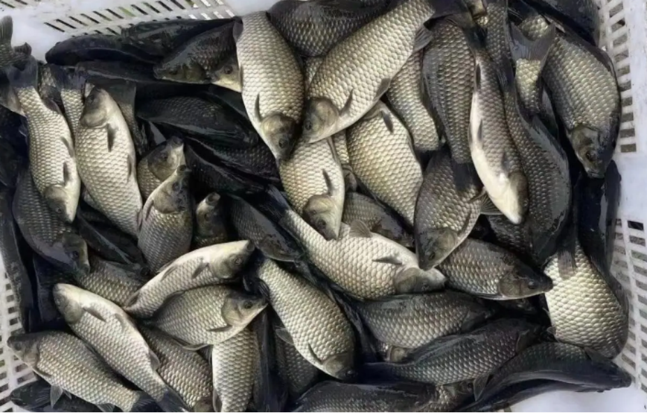Analysis of Proteus Vulgaris Harm to Carp and Countermeasures