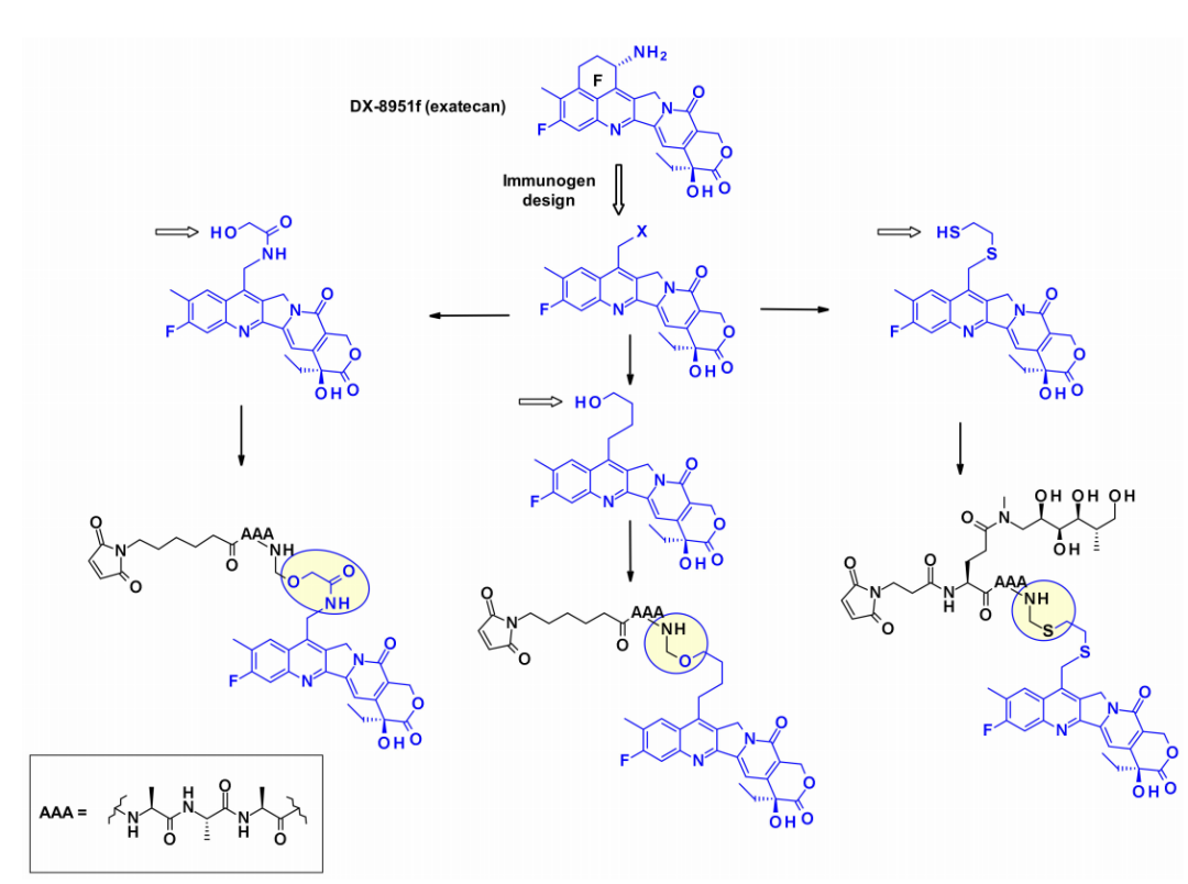 Overview of Antibody-Drug Conjugates (ADCs)