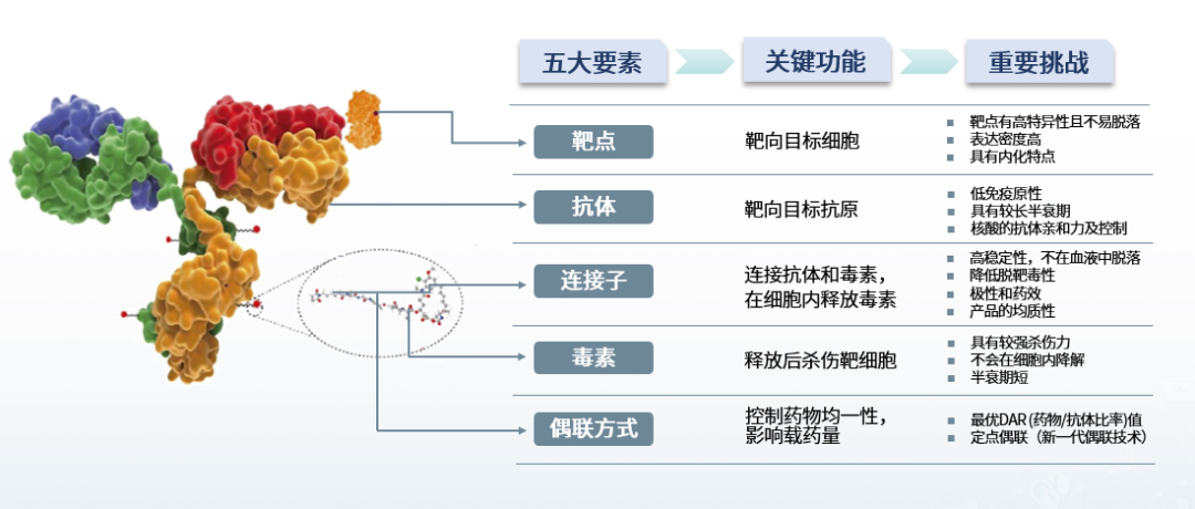 Structure and Function of Antibody-Drug Conjugates (ADC)