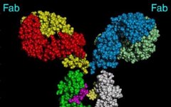 Principles and Color Matching of Secondary Antibody Selection