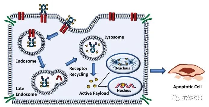 FDA Experts Analyze Challenges and Prospects of ADC Drugs