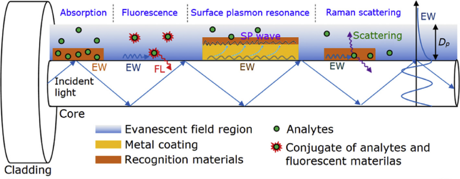 Rapid Water Quality Testing: Evanescent Wave Fiber Sensors