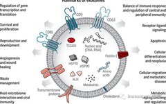 Extracellular Vesicles: Biological Functions and Clinical Applications