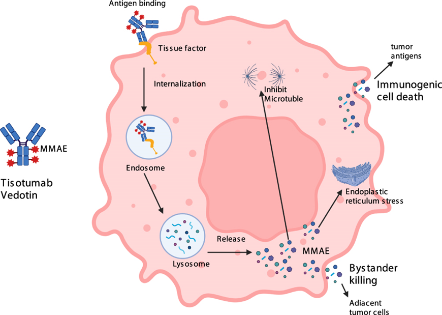 Different Treatment Targets of Breast Cancer ADCs
