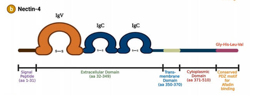 Different Treatment Targets of Breast Cancer ADCs